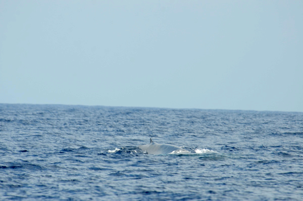 世界一大きな動物、シロナガスクジラ＠スリランカ