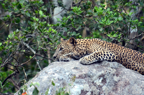 野生のスリランカヒョウを求めてウィルパットゥ国立公園へ